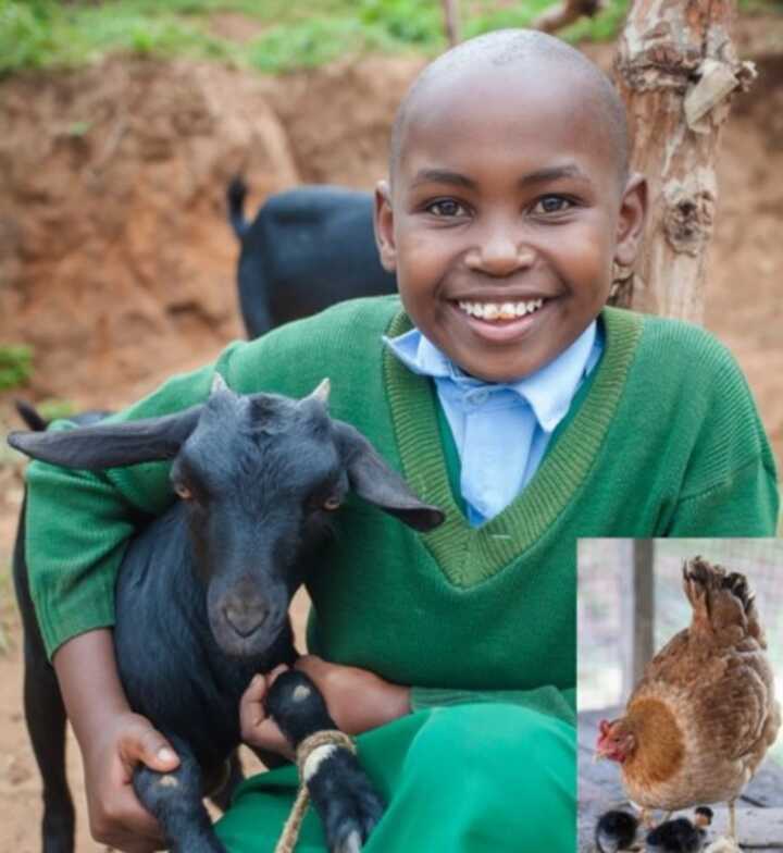 Poultry and Goat Project